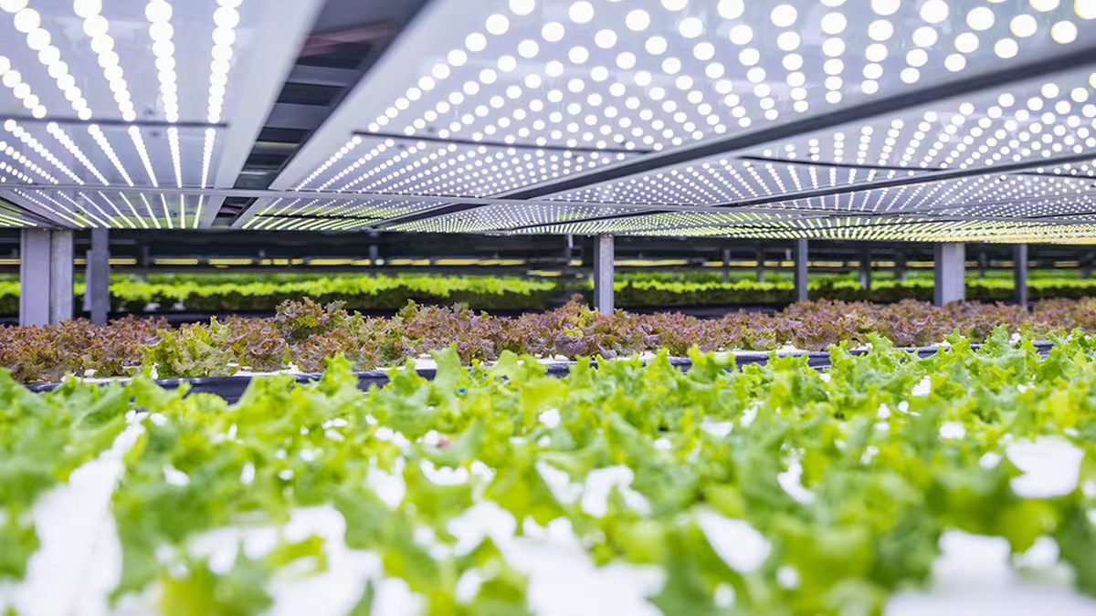 Grow Lighting